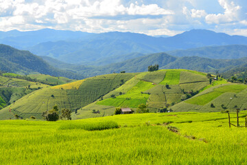 Green rice field with mountain background at Pa Pong Piang Terraces Chiang Mai, Thailand