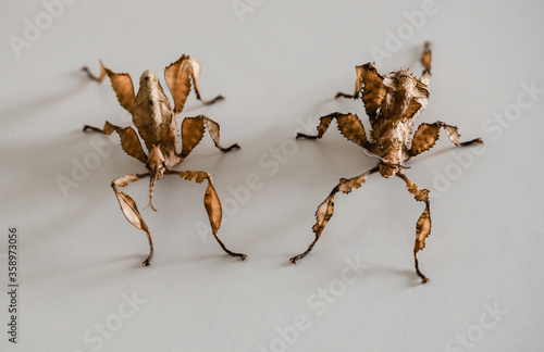 Fotomural two spiny leaf insects, a make on the left and a female on the right (Extatosoma