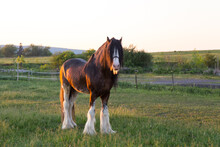 Frontal Side Lit View Of Tall Handsome Chestnut Clydesdale Horse With Sabino Markings Standing In Field During A Summer Evening, Quebec City, Quebec, Canada