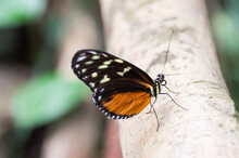  The Tiger Longwing (Heliconius Hecale)