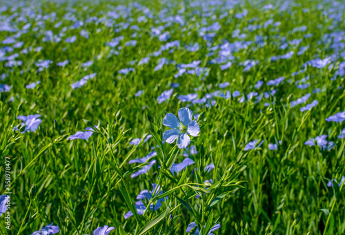 Flax Field Images - Browse 11,829 Stock Photos, Vectors, and Video Adobe Stock