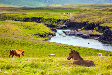 Wall Mural - Beautiful Iceland horses