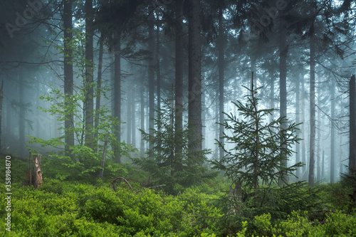 Fototapeta las  mglisty-poranek-w-lesie-zielone-rosliny