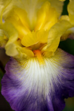Close Up Of A Purple And Yellow Iris