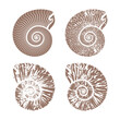 seashells nautilus vintage vector collection summer background illustration