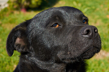 portrait of a black dog