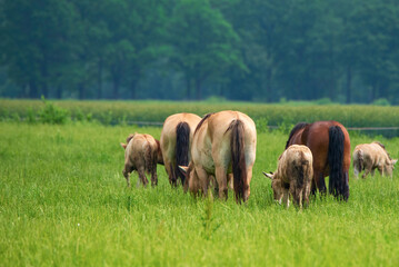 A herd of horses grazes on a farm field. Photographed close-up.