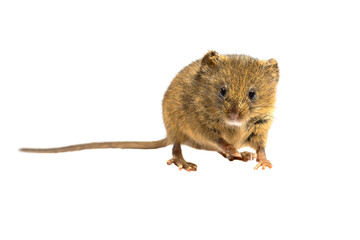 Poster - Cute harvest mouse isolated on white background