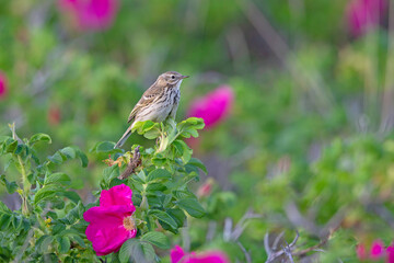 Wall Mural - Meadow Pipit (Anthus pratensis) perched on a bush in the late evening in Denmark.