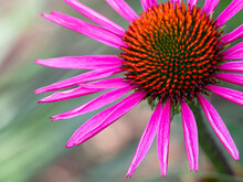 Close-up Of A Pink Coneflower (echinacea)