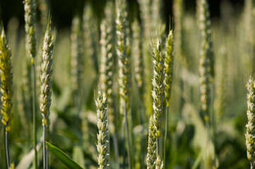 
background with green spikelets closeup