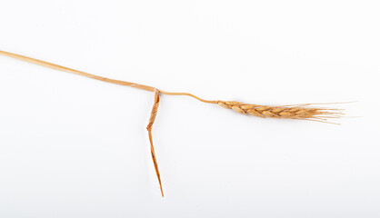 Wall Mural - wheat ears isolated on a white background