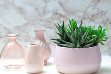 
Succulent Plant In A Rose Flowerpot And Three Pink Vases In The Background