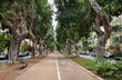 Old ficus trees on boulevard  Chen in Tel Aviv.