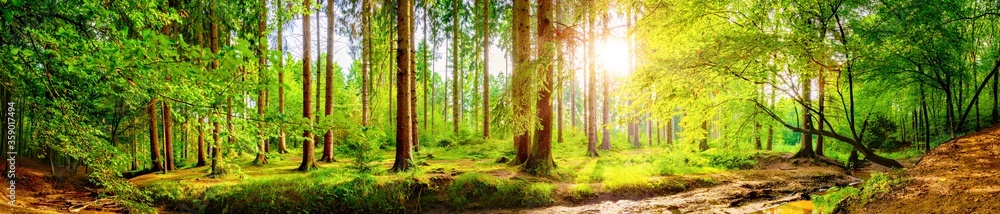 Forest panorama with bright sun shining through the trees - obrazy, fototapety, plakaty 