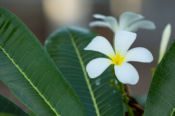 Wall Mural - Plumeria flowers