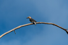 Red Bellied Woodpecker Perched On Branch