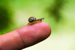 Schnecke Baby Kind auf Finger Makro Close Up Natur