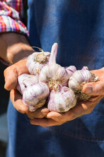 Senior Man, Farmer Worker Holding Harvest Of Organic Garlic