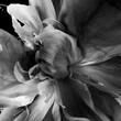 Peony flower close-up in black and white
