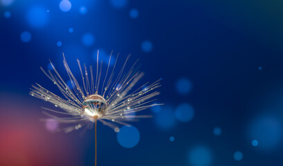 Wall Mural - abstract blurred nature background dandelion seeds parachute. abstract nature bokeh pattern
