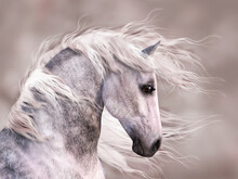Dappled Grey Horse Head Profile