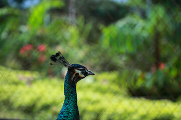 peacock in the park