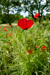 coquelicots dans les prés 2