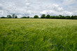 Wheat field with trees in background and cloudy sky