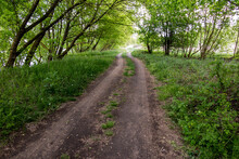 Country Road Leading Through Green Thickets