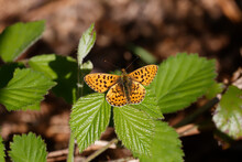 A Pearl-bordered Fritillary Butterfly Basking On Green Bramble Leaves.