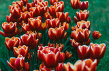 Fototapeta Tulipany - Red tulip flower 
