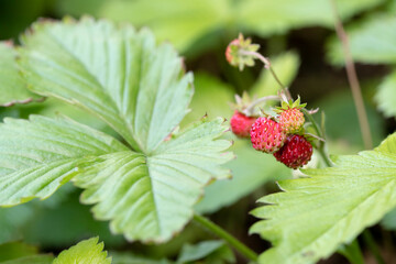 Wall Mural - Wild strawberries with green leaves close up