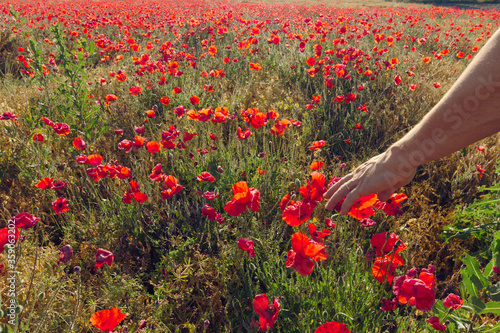 Fotografía Mano de hombre acariciando campo de amapolas en Castilla