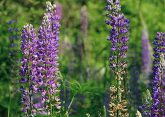 
blue forest flowers in green grass