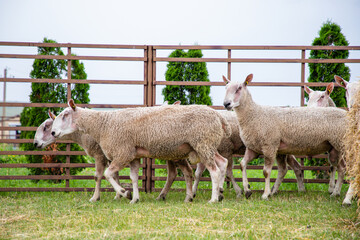 Sheep in a farm of different varieties and ages.