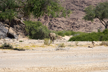 Wall Mural - Very rare desert elephants looking for food in Hoanib river valley, Damaraland, Sesfontein, Namibia