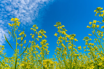 Wall Mural - fields of bright yellow flowering rapeseed, rapeseed flowers close-up against the blue sky