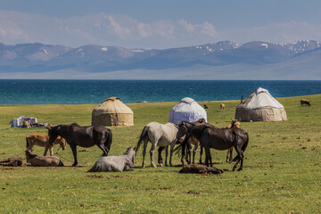 Wall Mural - Yurts and horses near Song Kul lake, Kyrgyzstan