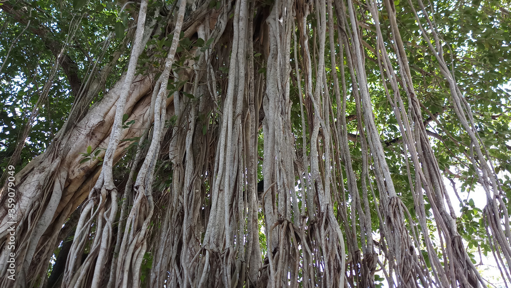 Native Ficus Ficus benghalensis, commonly known as the banyan, banyan fig and Indian ...