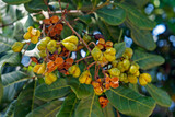 Fototapeta Kuchnia - Wild fruits on tropical rain forest