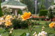 Yellow Rose in Garden with Gazebo