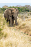 Fototapeta Do akwarium - African Elephant Bull alone, Savannah in Africa.