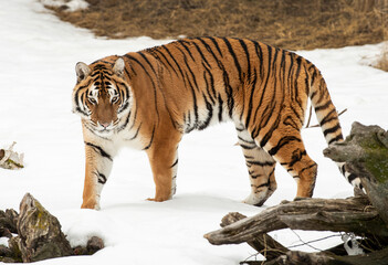 Sticker - Siberian tiger in the snow