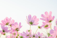 Pink Cosmos Flower On White Background.
