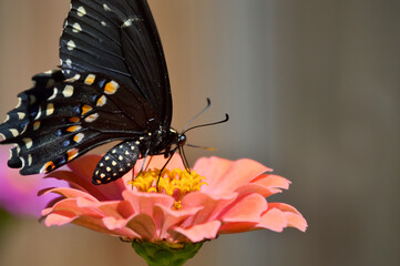 eastern black swallowtail butterfly on flower