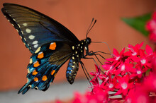 Pipevine Swallowtail On Pink Pentas