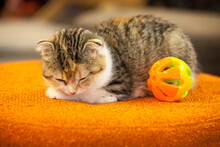 A Little Cute Cat Sleep On Orange Sofa With A Toy