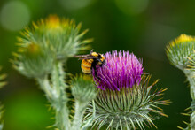 Bumble Bee On Thistle Flower