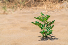 A Lone Green Plant Survived In A Hot Desert